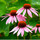 echinacea, gesundheit, sonnenhut, heilpflanze, naturheilkunde, homöopathie, purpurea, blume, blüten, heilpflanzen, medizin, arzneimittel, vier, violett, viele