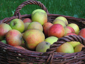 apfel, ernte